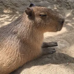 神戸どうぶつ王国