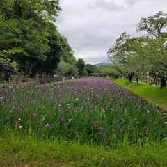 花菖蒲園