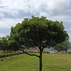 黄金森公園