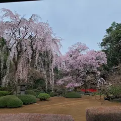 三代将軍お手植桜