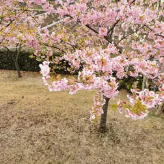 大塚山