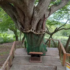 千本ナラ