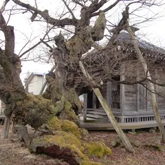 薬師堂(薬師桜)