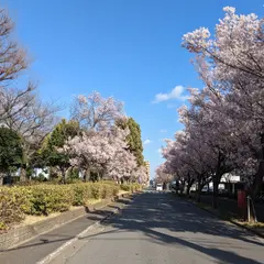 東原桜並木