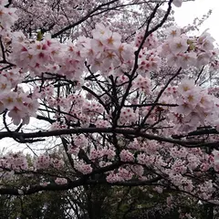 城山公園
