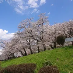 狩野川さくら公園