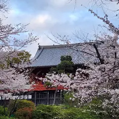 上野公園 さくら通り