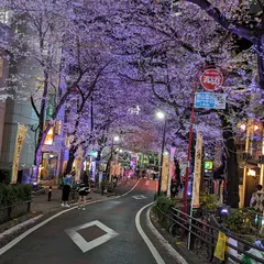 さくら坂