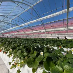 やよいひめのいちご狩りができる群馬県藤岡市の観光いちご園 中野ストロベリーファーム