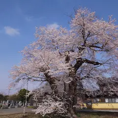 歓喜寺の江戸彼岸桜
