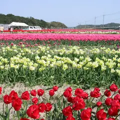 チューリップの里