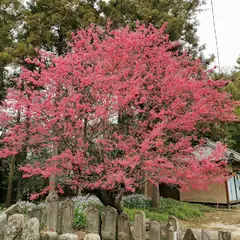 放光寺
