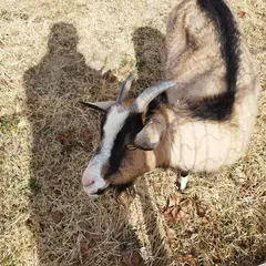 ミニ動物園 るるパーク