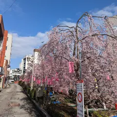 釜川の枝垂れ桜と川床
