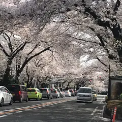 市役所さくら通り