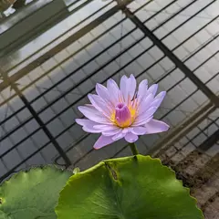 海地獄庭園（蓮の池）