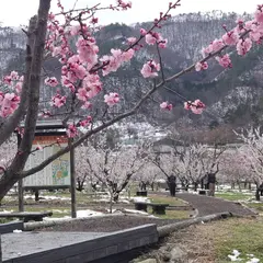 あんずの里スケッチパーク