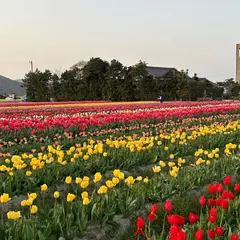 今在家チューリップまつり
