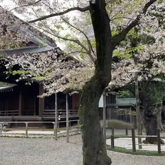 桜の標本木