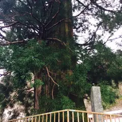 精進の大杉