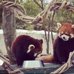 秋田市大森山動物園