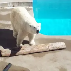 男鹿水族館GAO