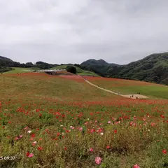 天空のポピー駐車場