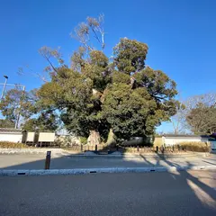 水戸城跡の大シイ