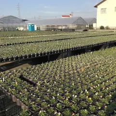 タカザワフラワーファーム