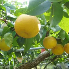 （有）優峰園フルーツランド