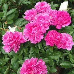 千葉市都市緑化植物園