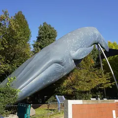 シロナガスクジラ