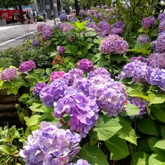 御池通の紫陽花