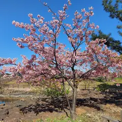弁天島（波入港親水公園）