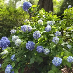 宗吾霊堂 あじさい園