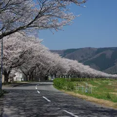 狐川の桜と紫陽花の並木道