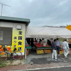 丸富青果ミカン直売所