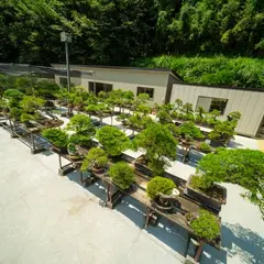盆栽 福島園