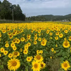 淵別府の向日葵畑