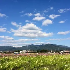 京都丹波／亀岡夢コスモス園