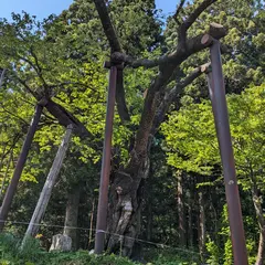七五三掛桜
