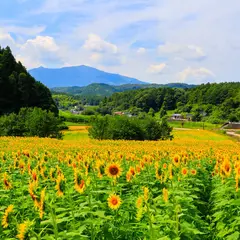 熊ヶ畑 ひまわり畑