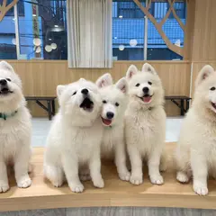 サモエドカフェ アル 横浜中華街店
