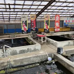 徳永金魚錦鯉専門店