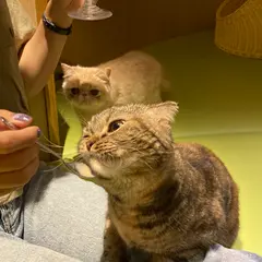猫カフェ モカラウンジ新宿店