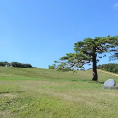 634の松 (むさしのまつ)
