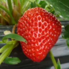 JAあいづ北会津フルーツランド