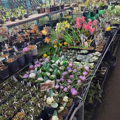 アルペンガーデンやまくさ