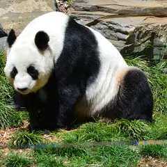 アデレード動物園