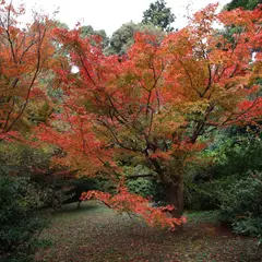 紅葉の森